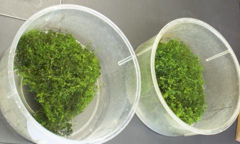 植える前の藻体