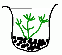 金魚鉢の車軸藻の図