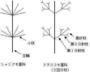 分枝の説明の図