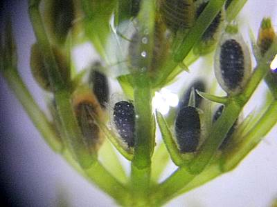 シャジクモ生卵器の写真