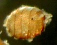 オトメフラスコモ卵胞子
