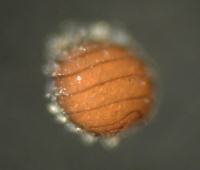 チャボフラスコモ卵胞子