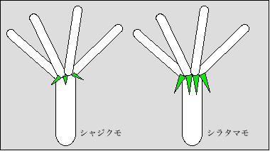 シャジクモとシラタマモ托葉冠の比較図